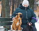 Собаки в Москве: Здравствуйте, я  - Алиса :) Девочка, Бесплатно - фото 4