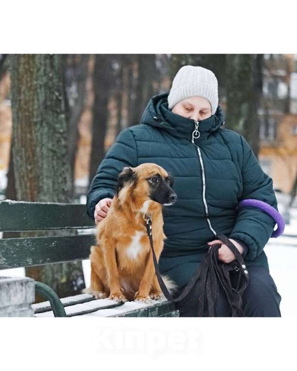 Собаки в Москве: Здравствуйте, я  - Алиса :) Девочка, Бесплатно - фото 4