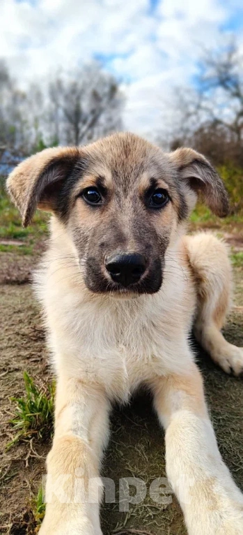 Собаки в других городах Московской области: Лорд якутенок в добрые руки Мальчик, Бесплатно - фото 6