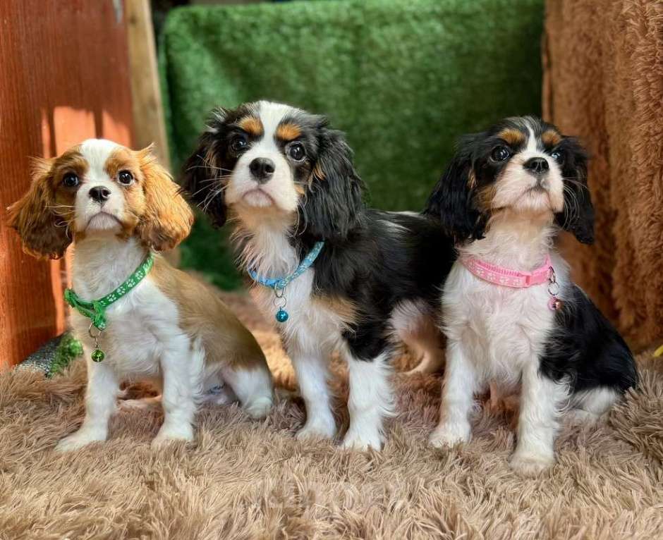 Собаки в Москве: Кавалер кинг-чарльз-спаниель, щенок Разнополые, 65 000 руб. - фото 2