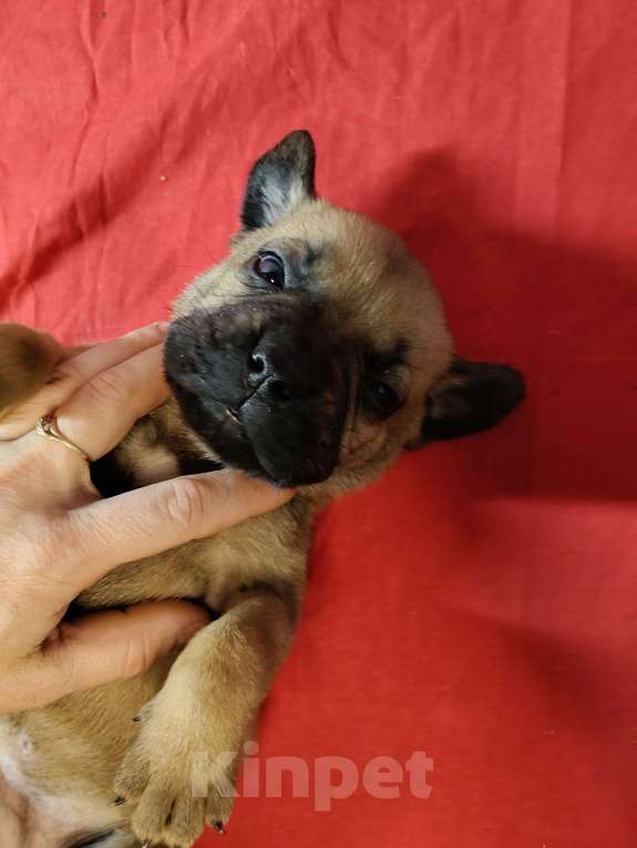 Собаки в других городах Краснодарского края: Кане-Корсо, щенок Девочка, 20 000 руб. - фото 8