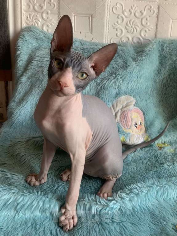 Кошки в Москве: Котик Донского сфинкса  Мальчик, 45 000 руб. - фото 6