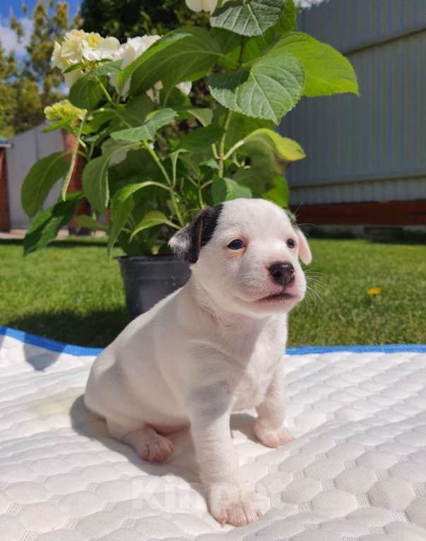 Собаки в Оренбурге: Щенок Джек Рассел Терьер девочка Девочка, 18 000 руб. - фото 3