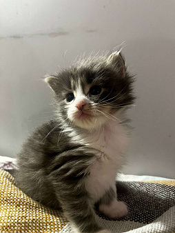 Домашний котенок-мальчик , хорошим людям даром