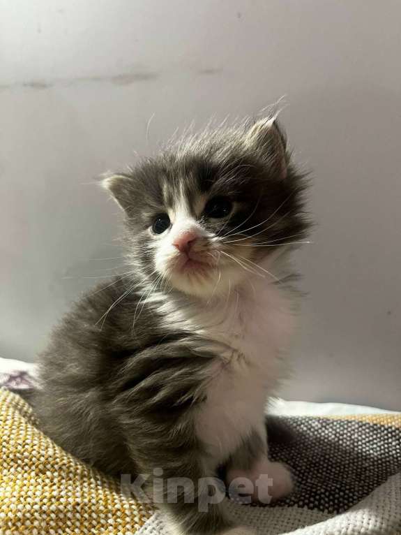 Кошки в Москве: Домашний котенок-мальчик , хорошим людям даром Мальчик, Бесплатно - фото 1