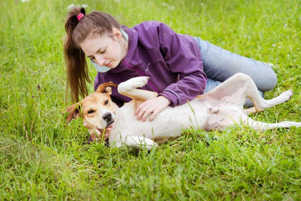 Собаки в Москве: Небольшой, домашний пёсик в писках своей семьи Мальчик, Бесплатно - фото 10