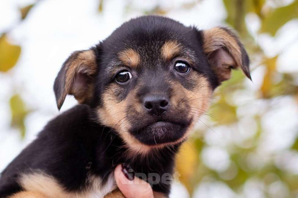 Собаки в Москве: Миниатюрный щенок в добрые руки Девочка, Бесплатно - фото 5