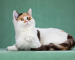 Кошки в Валдае: шотландская кошечка Девочка, 1 000 руб. - фото 2
