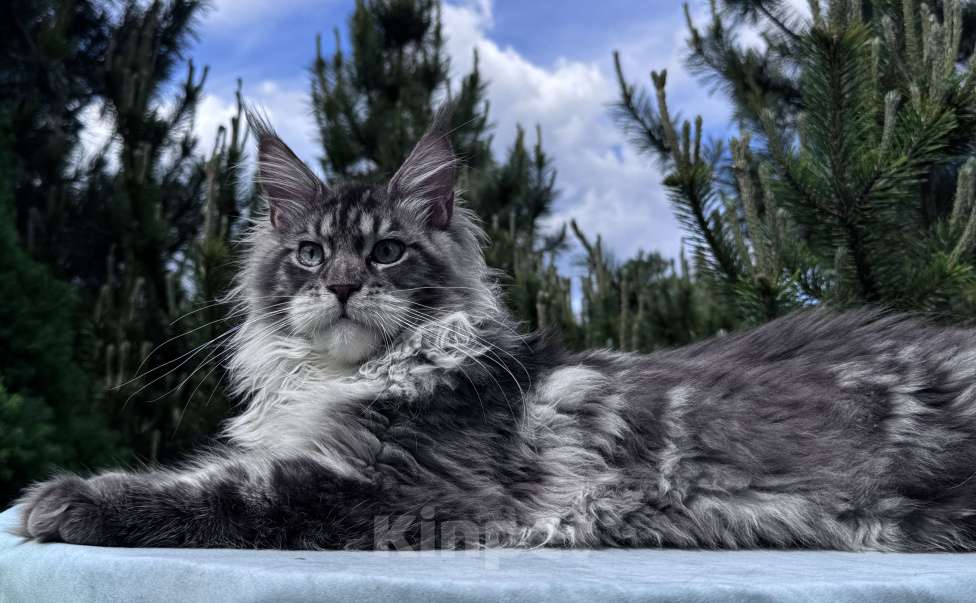 Кошки в Москве: Котёнок мейн-кун мальчик Veyron Lexy — глаза цвета неба и шерсть, в которую хочется зарыться Мальчик, 135 000 руб. - фото 4