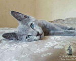 Кошки в Москве: Русские голубые котята, 45 000 руб. - фото 6