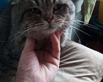 Кошки в Арзамасе: золотой табби кот, 1 500 руб. - фото 5
