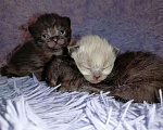Кошки в Сальске: Шотландские котята (в Колпино), 4 500 руб. - фото 9