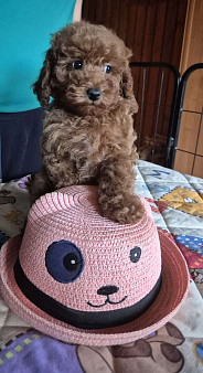 Щенки миниатюрного пуделя