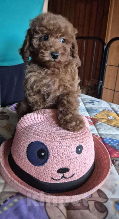 Собаки в Мытищах: Щенки миниатюрного пуделя Девочка, Бесплатно - фото 1