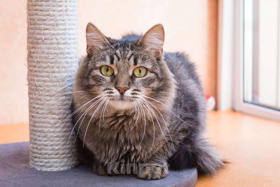 Кошки в Москве: Ищем самую-самую семью Девочка, Бесплатно - фото 2