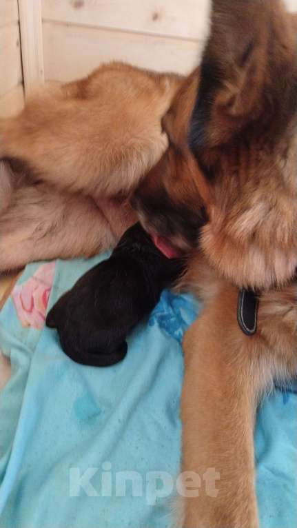 Собаки в Москве: Активистка Девочка, 1 000 руб. - фото 7