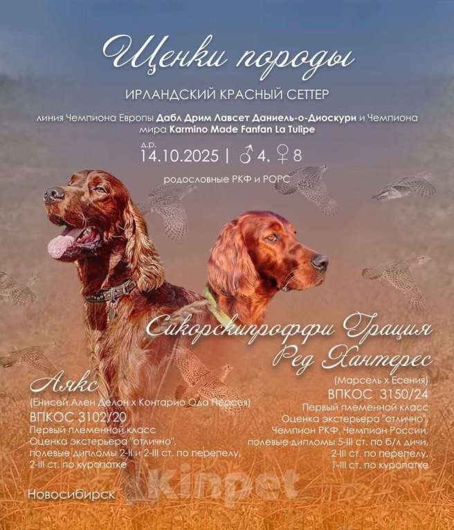 Собаки в Новосибирске: Щенки ирландского сеттера Мальчик, 60 000 руб. - фото 2