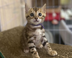 Кошки в других городах Московской области: Бенгальский котик браун Мальчик, 90 000 руб. - фото 1