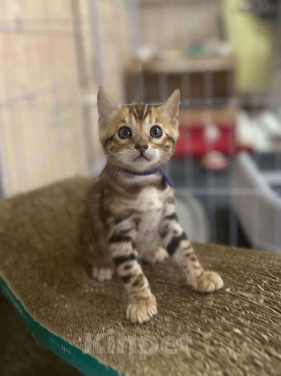 Кошки в других городах Московской области: Бенгальский котик браун Мальчик, 90 000 руб. - фото 1