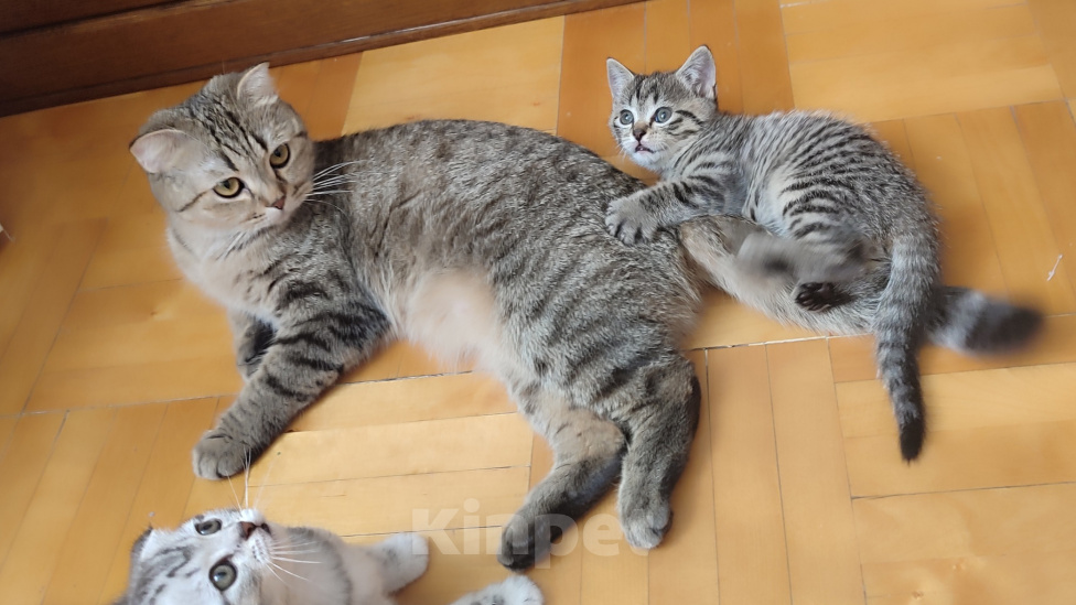 Кошки в Нижнем Новгороде: Продю породистого шотландского прямоухого котика Мальчик, 10 000 руб. - фото 4