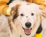 Собаки в Рязани: Рокки - дружелюбный пёс Мальчик, Бесплатно - фото 2