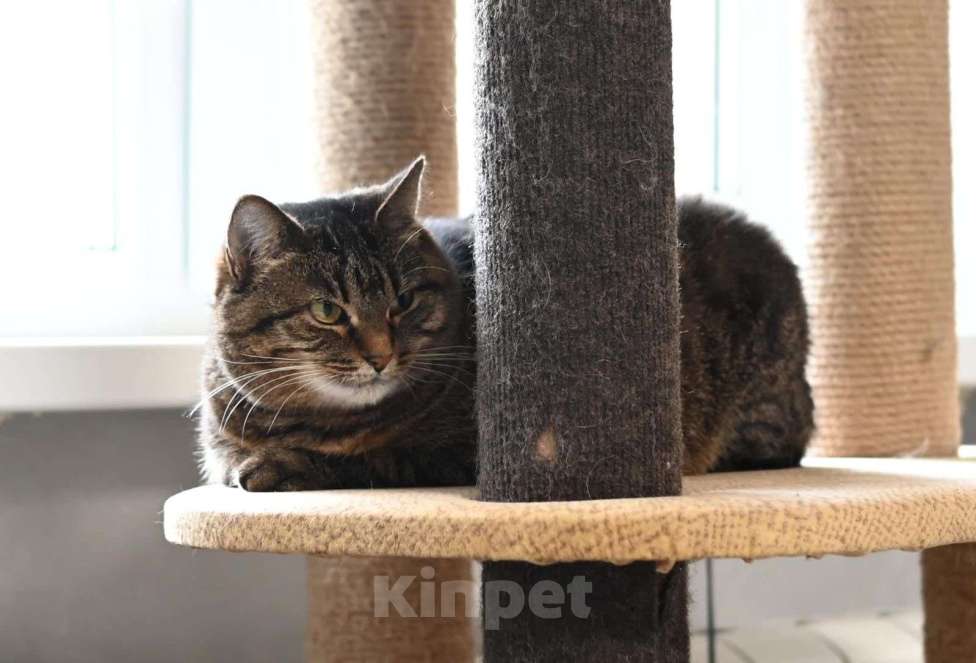 Кошки в Москве: Ева ищет семью  Девочка, Бесплатно - фото 3