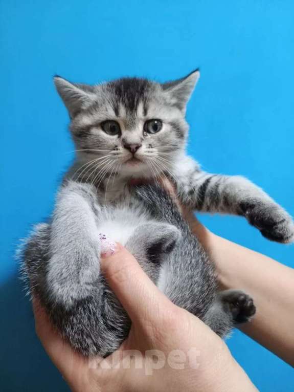 Кошки в Ейске: Продаю шиншилловые котенка Мальчик, 15 000 руб. - фото 3