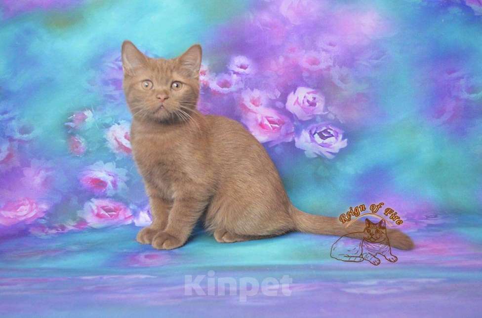 Кошки в Краснодаре: Британский котик к/ш Мальчик, Бесплатно - фото 1