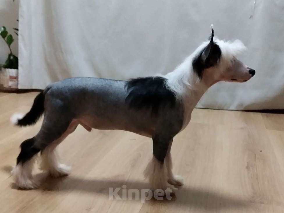 Собаки в Санкт-Петербурге: Голый мальчик Мальчик, Бесплатно - фото 4