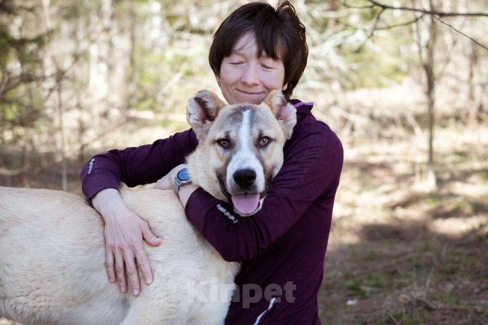 Собаки в Москве: Молодой, добрый пёсель в добрые руки Мальчик, Бесплатно - фото 5