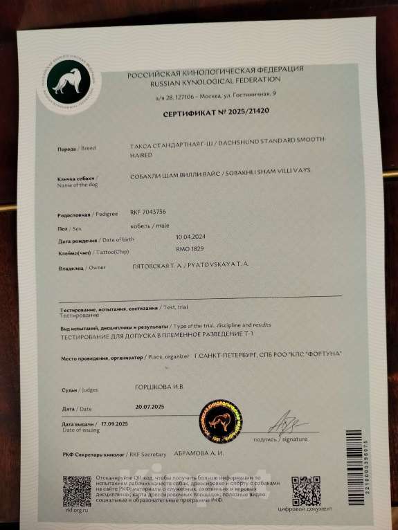 Собаки в Санкт-Петербурге: Вязка такса - юного чемпиона России, РКФ Мальчик, Бесплатно - фото 9