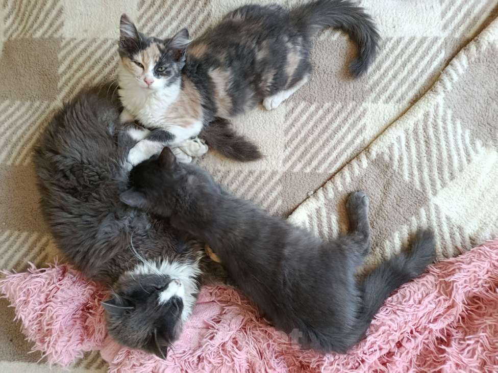 Кошки в Щелково: Кошечка в добрые руки  Девочка, Бесплатно - фото 2