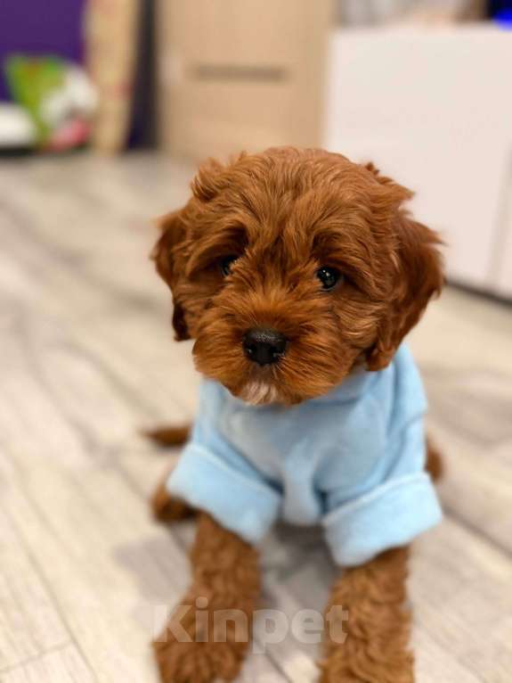 Собаки в Москве: Кавапу щенок мальчик Мальчик, 85 000 руб. - фото 3