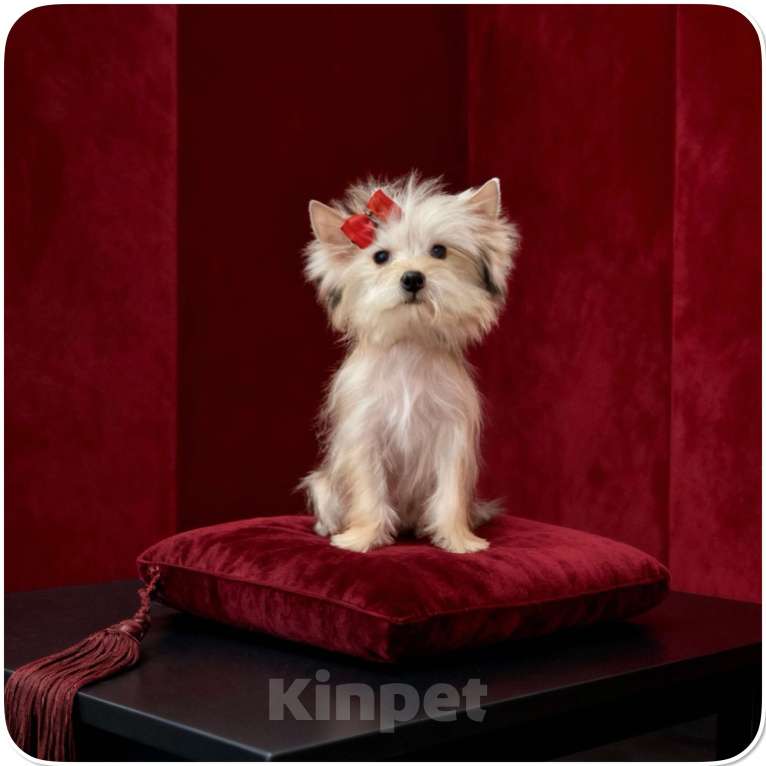 Собаки в Москве: Мини йорк девочка золотая подрощенная Девочка, 70 000 руб. - фото 6