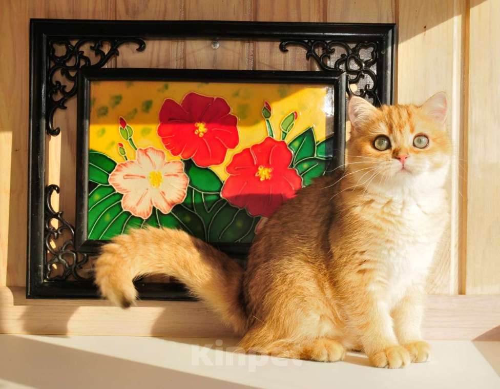 Кошки в Рыбинске: Британская девочка золотая шиншилла 5 мес Девочка, 25 000 руб. - фото 3