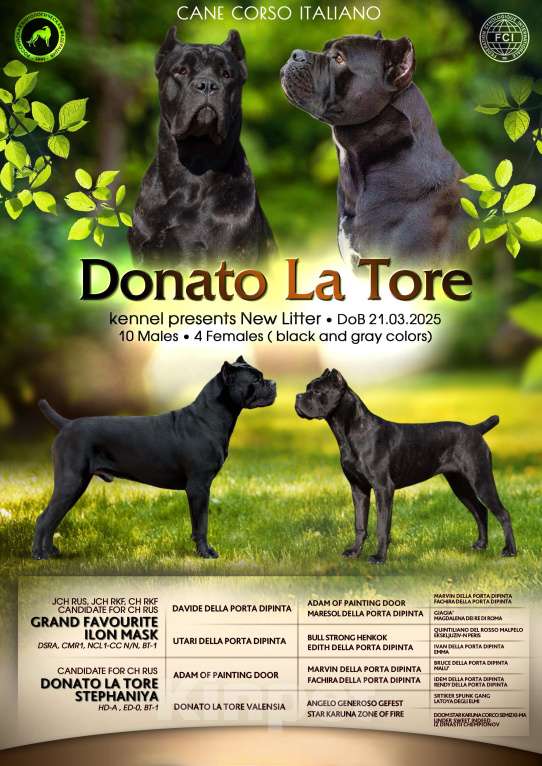 Собаки в Ростове-на-Дону: Эксклюзивные Щенки Кане Корсо  Мальчик, Бесплатно - фото 4