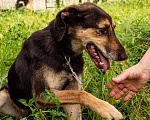 Собаки в Люберцах: Ласковая Кора в поисках самого доброго человека Девочка, Бесплатно - фото 4
