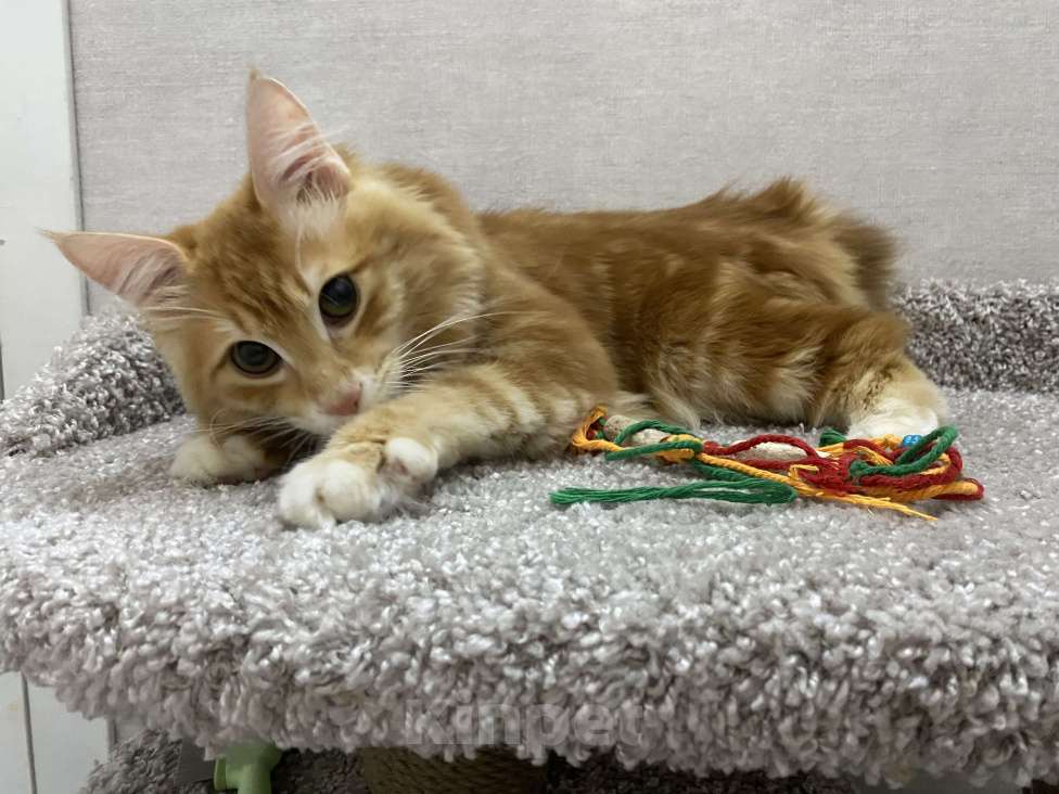 Кошки в Томске: Курильский персик )) Мальчик, 40 000 руб. - фото 1