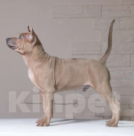 Собаки в Санкт-Петербурге: Мальчик изабеллового окраса Мальчик, 50 000 руб. - фото 3