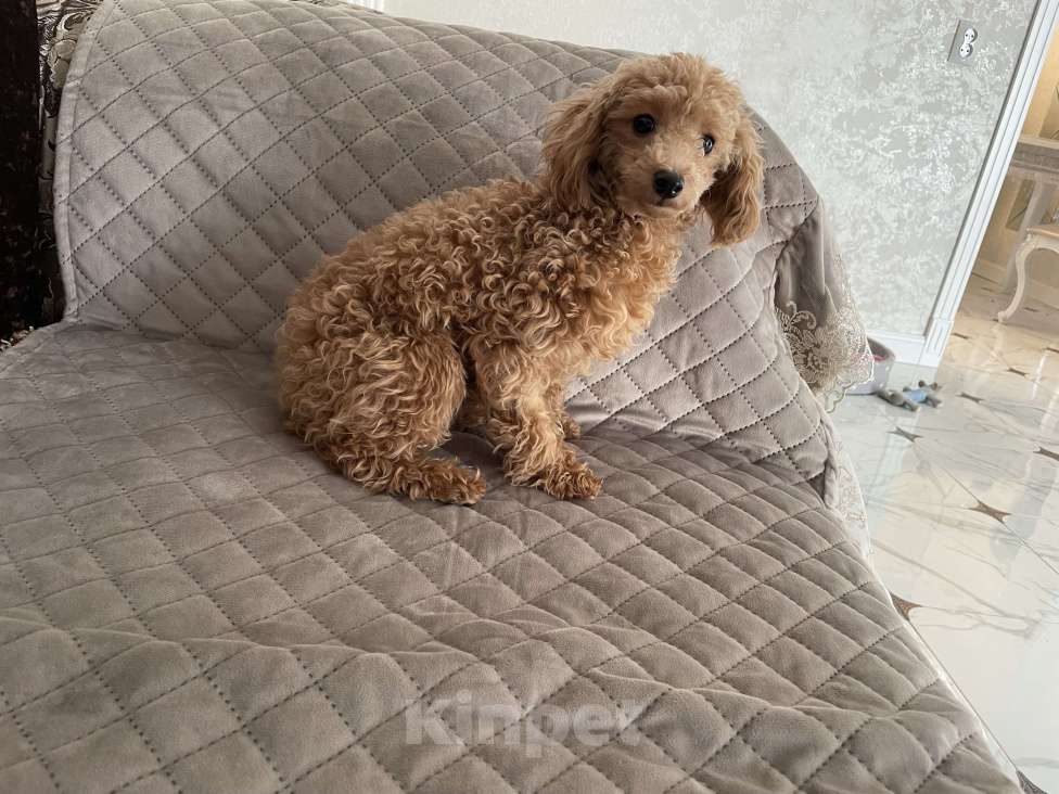 Собаки в Краснодаре: Девочка той-пудель мини Девочка, 120 000 руб. - фото 5