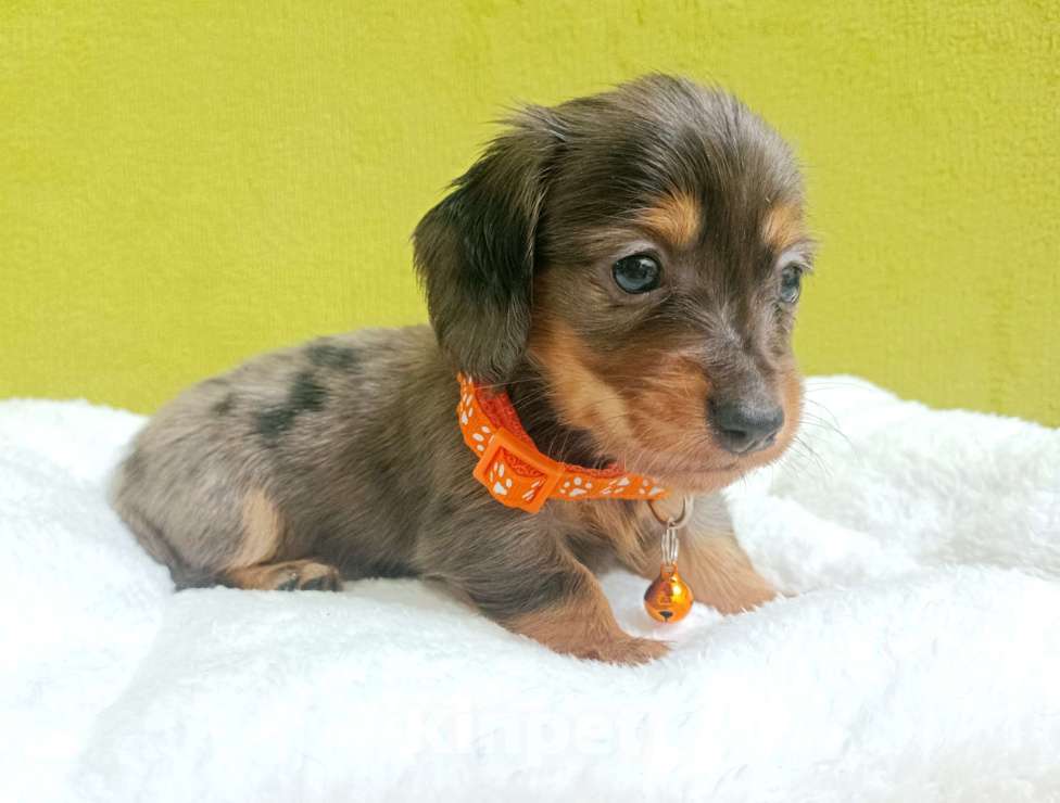 Собаки в Санкт-Петербурге: Кроличья мраморная такса длш Девочка, Бесплатно - фото 1