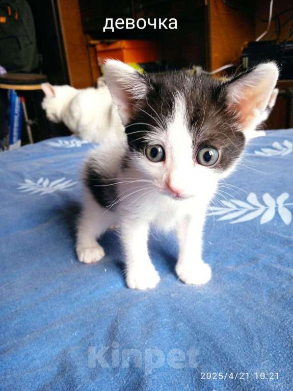 Кошки в Санкт-Петербурге: Котенок девочка Девочка, Бесплатно - фото 1