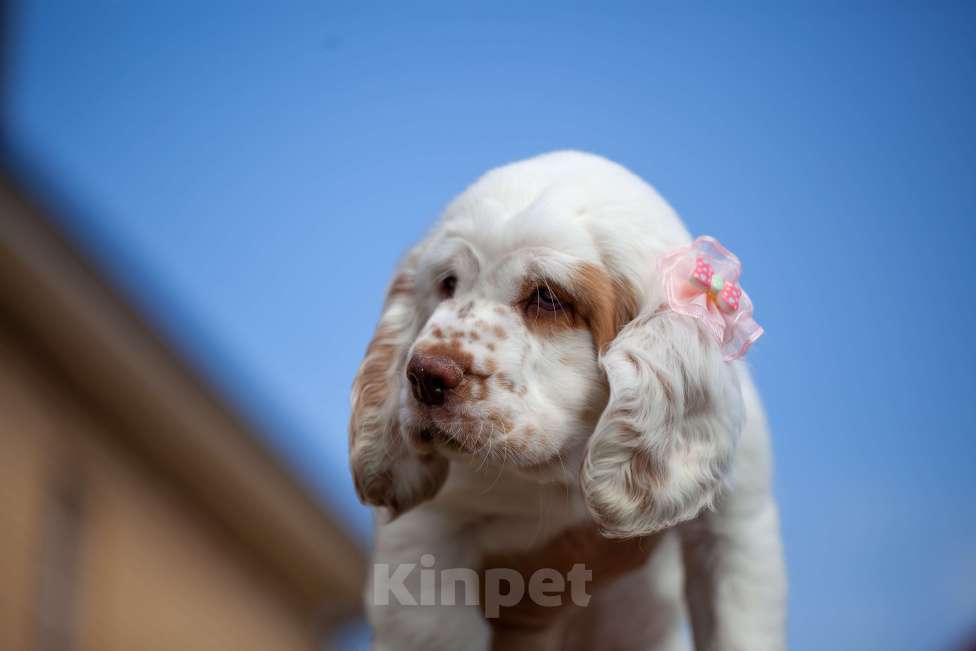 Собаки в Владимире: Раннее бронирование щенков Девочка, Бесплатно - фото 5