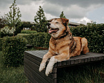 Собаки в Москве: Рейс Мальчик, Бесплатно - фото 4