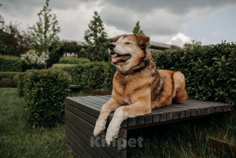 Собаки в Москве: Рейс Мальчик, Бесплатно - фото 4