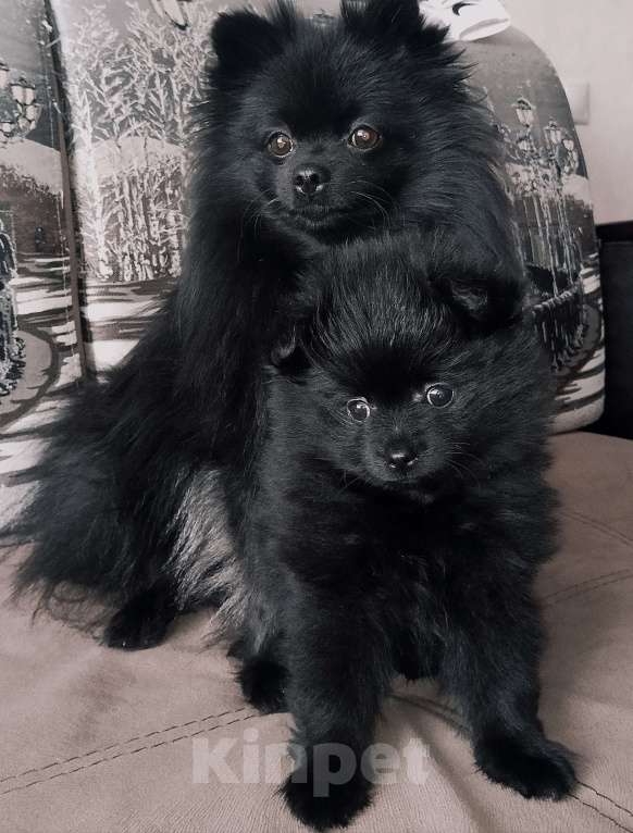 Собаки в других городах Московской области: Малышка шпиц Девочка, 15 000 руб. - фото 2