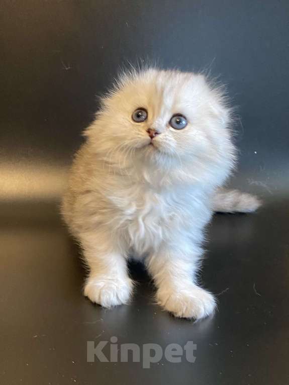 Кошки в Москве: Ариэла Девочка, 45 000 руб. - фото 4