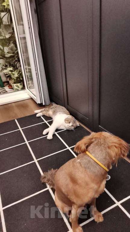 Кошки в Москве: Ищем брошенному на улице коту новых хозяев Мальчик, Бесплатно - фото 5