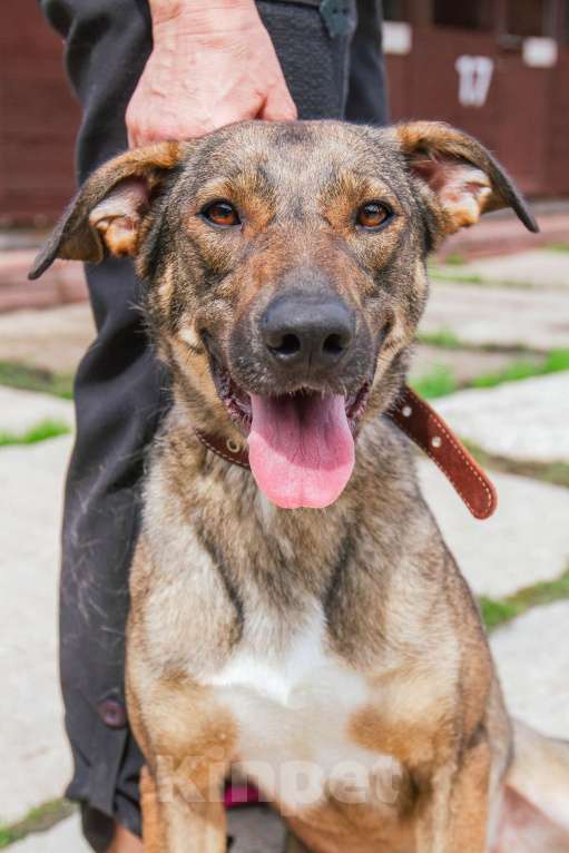 Собаки в Москве: Ласкушечка Стеша в поисках любящей семьи Девочка, 100 руб. - фото 6