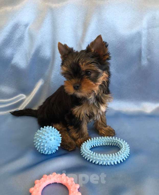 Собаки в Санкт-Петербурге: Щенок йоркширского терьера.  Мальчик, 50 000 руб. - фото 4